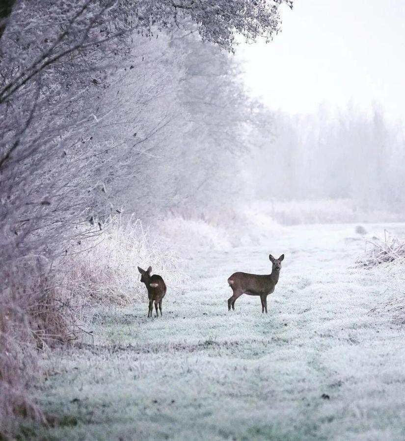 Prive In Een Bosrijke Omgeving Welkom Bij Gastenverblijf Het Ontsnapte Schaap In Jubbega Exterior photo